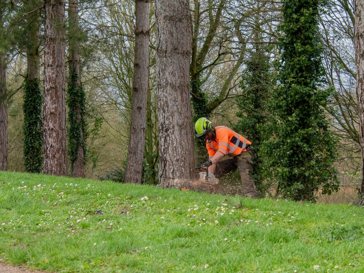 Webbed Wonders: Why web covered trees aren’t a cause for alarm | The ...