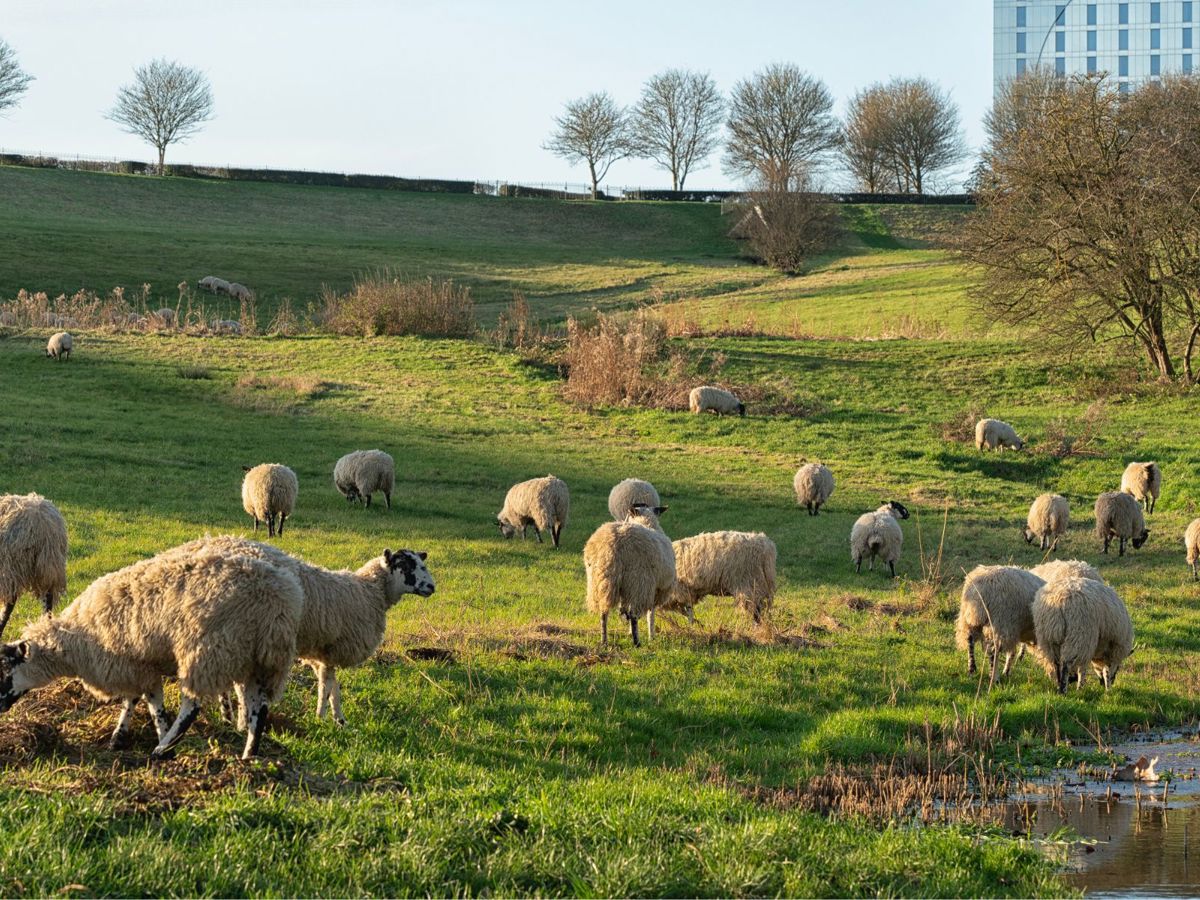 Sheep grazing Campbell Park next to pond with Hotel La Tour in the background