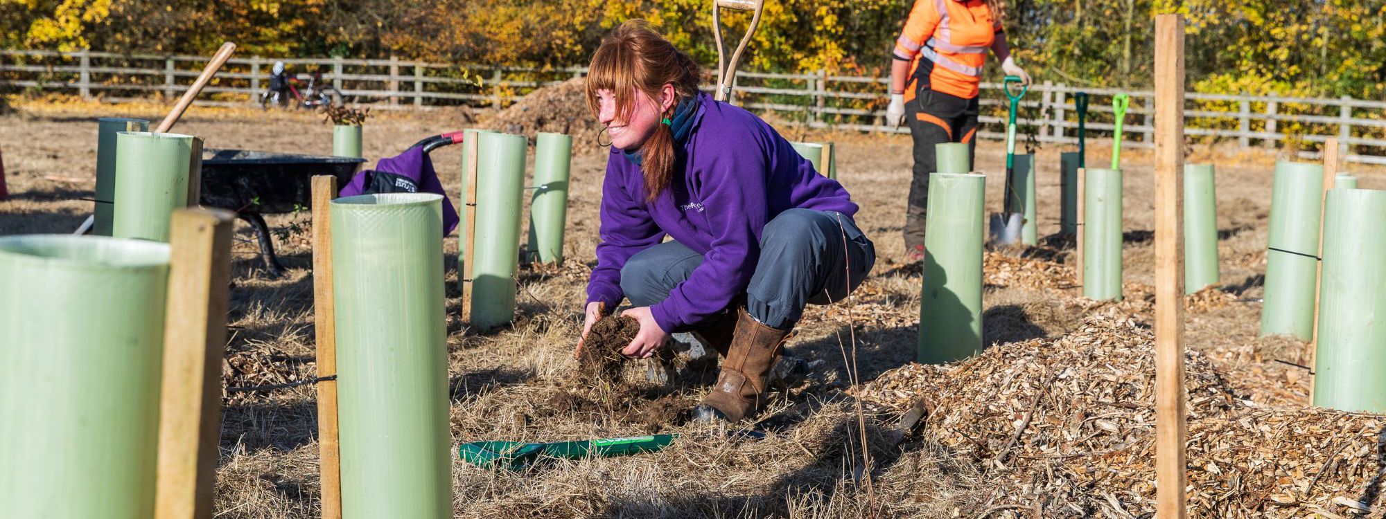 The Parks Trust staff member in purple uniform holding soil whilst tree planting in field with tree guards