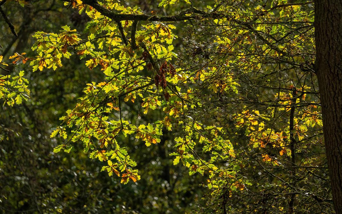 Oak tree