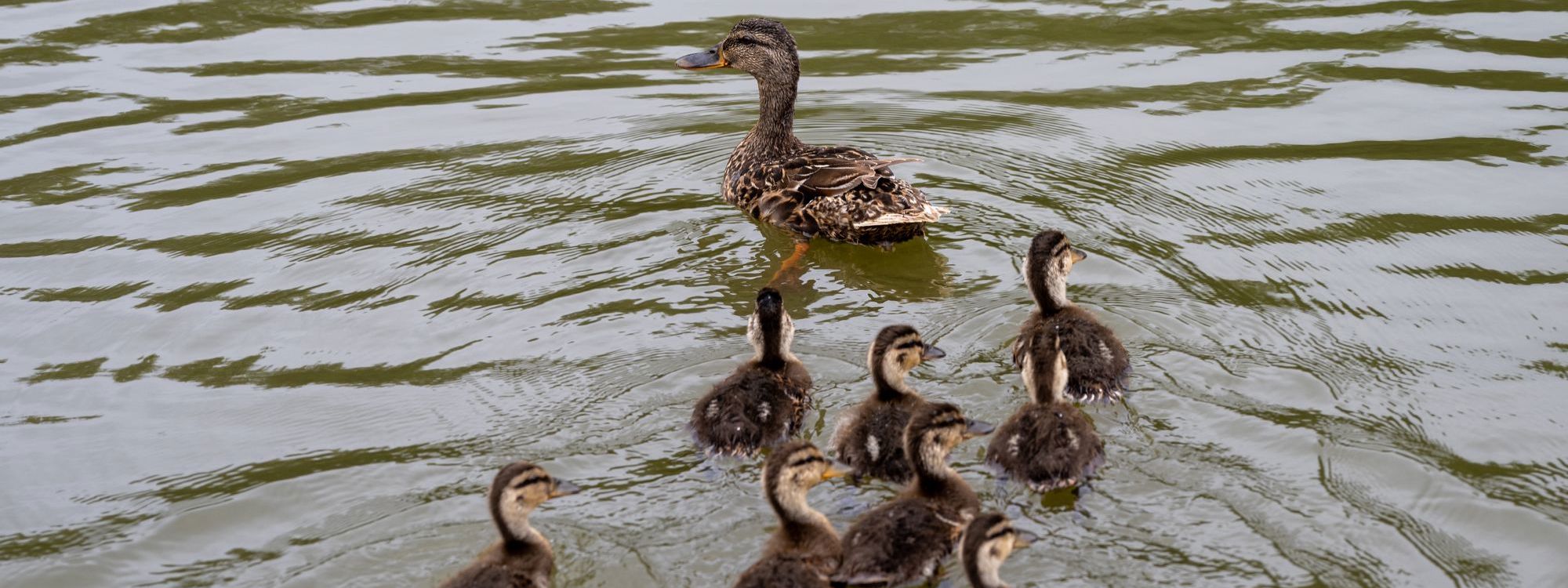 1 Duck with 8 ducklings floating on water 