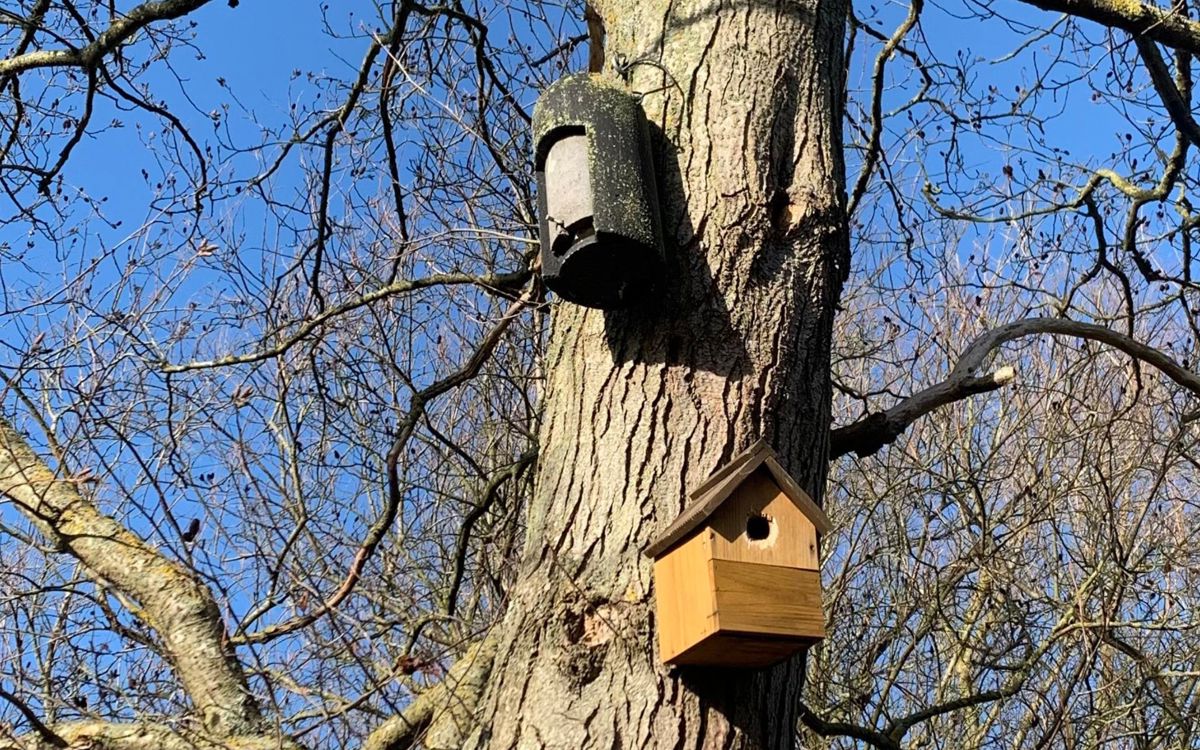 Two nest boxes on a tree trunk 