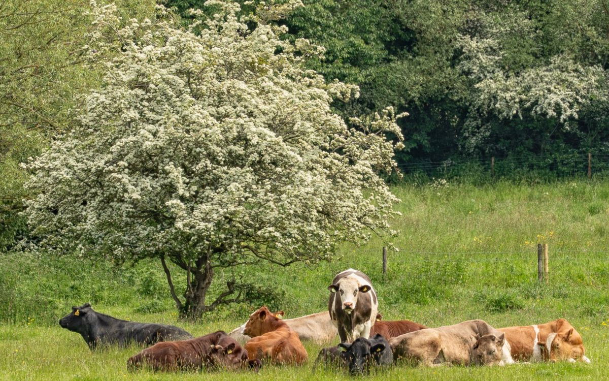 Cattle stood up and some lying down under tree in Milton Keynes field