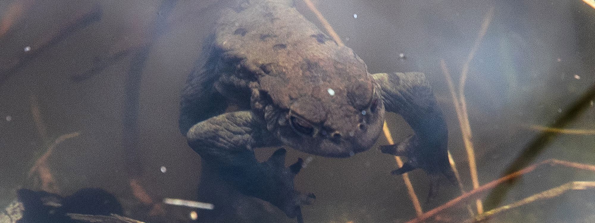 Frog under the water in pond at Howe Park Wood