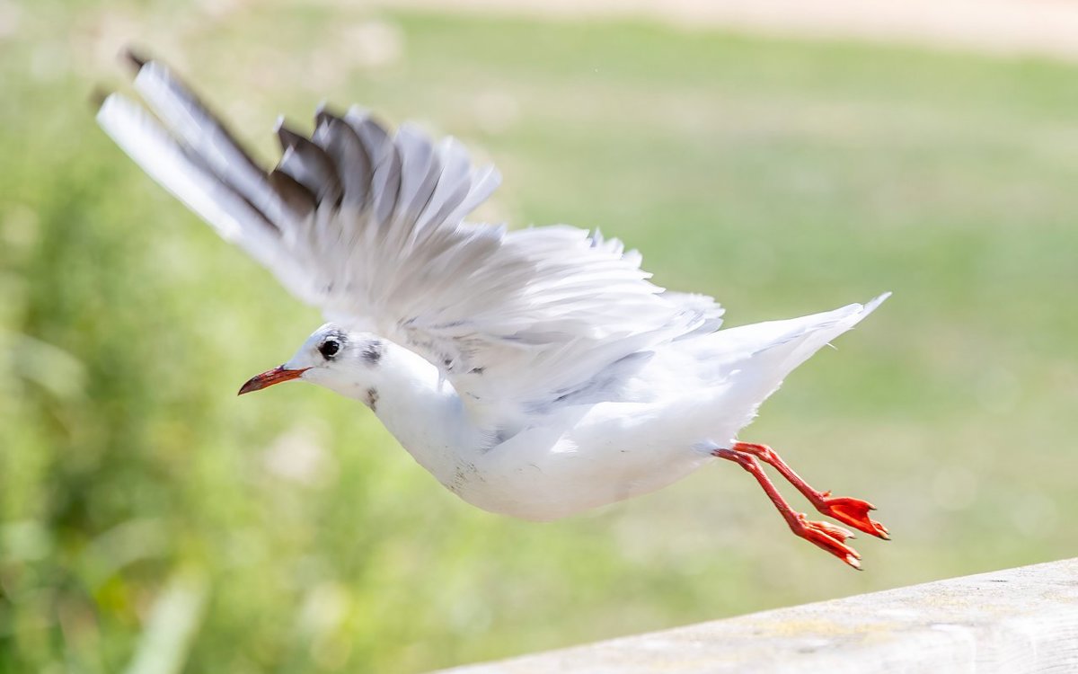 A white bird taking flight