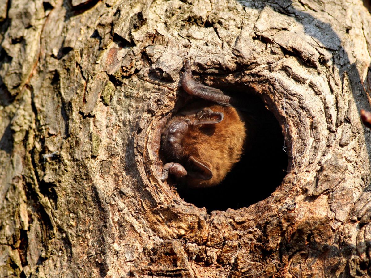 Adult Bat Walk: Shenley Wood (June)