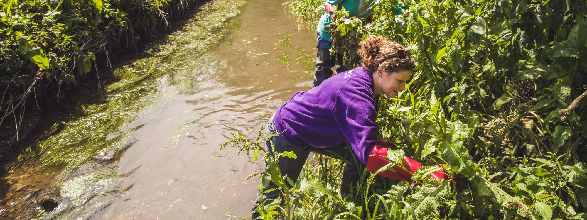 Person in purple jumping pulling Himalayan Balsam out of riverside
