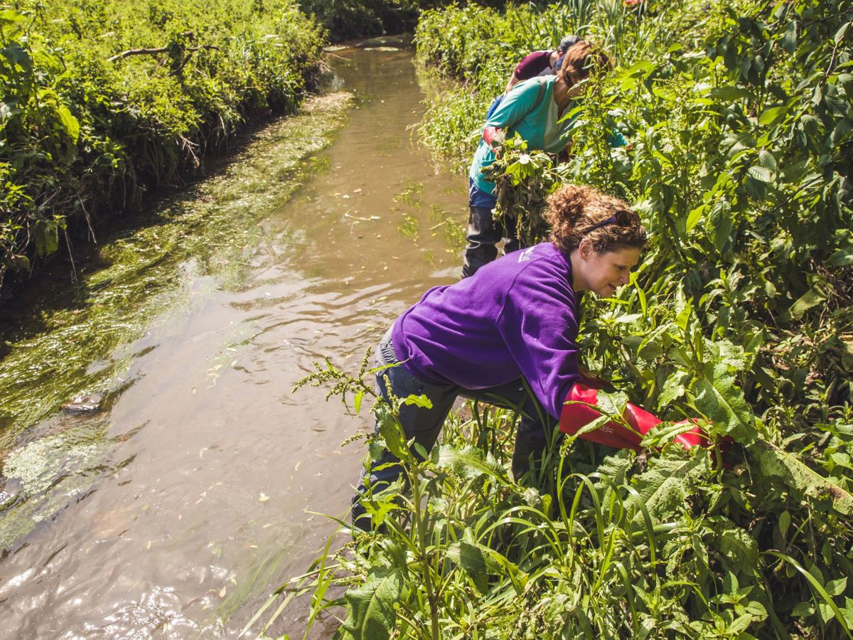 Person in purple jumping pulling Himalayan Balsam out of riverside