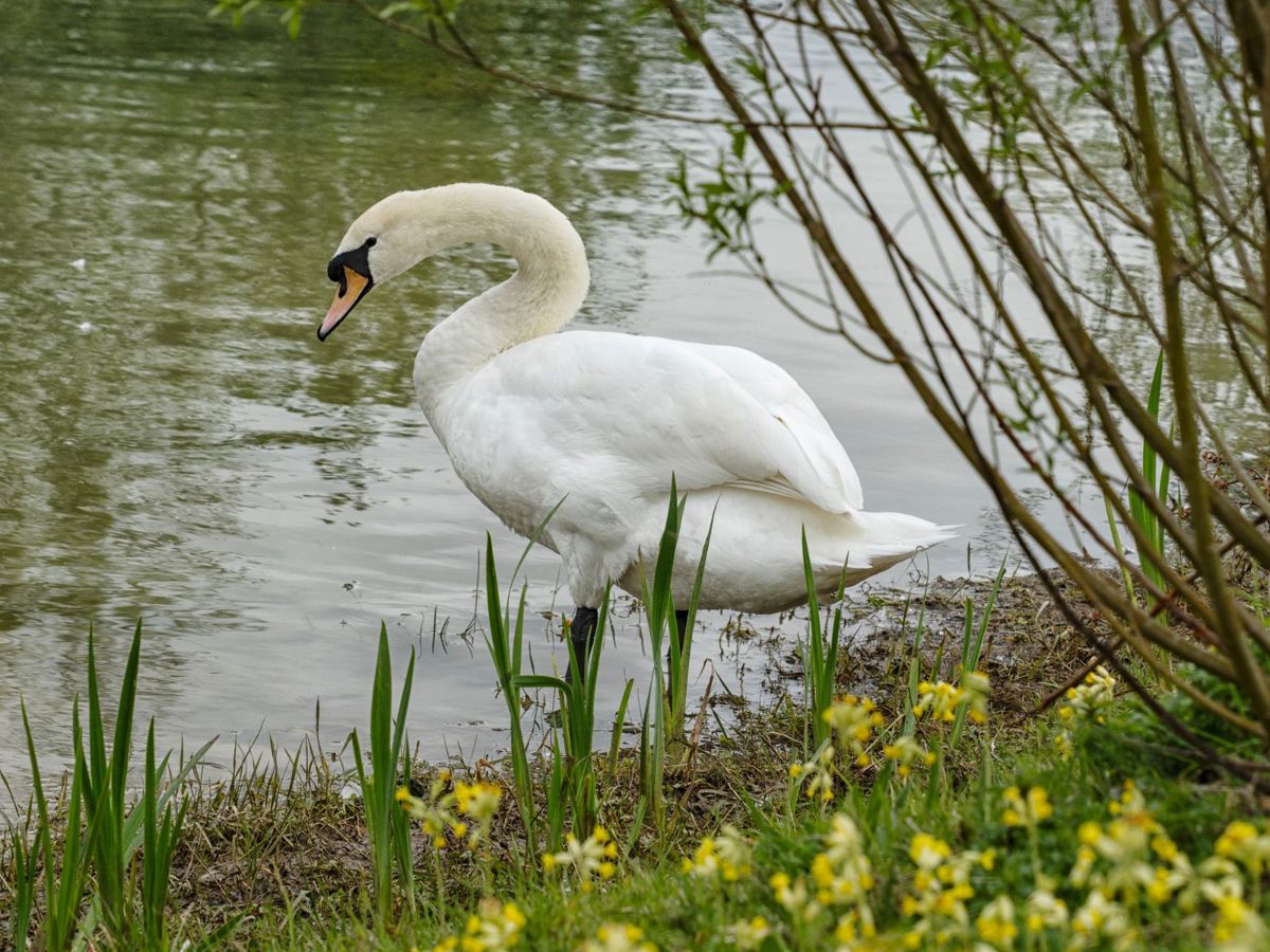 Swan perching next to waters edge