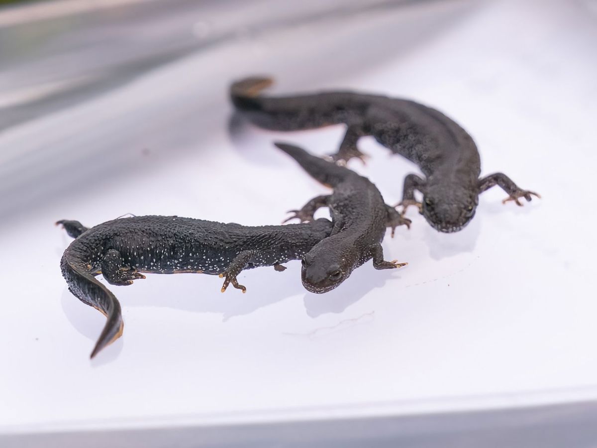 Great Crested Newts