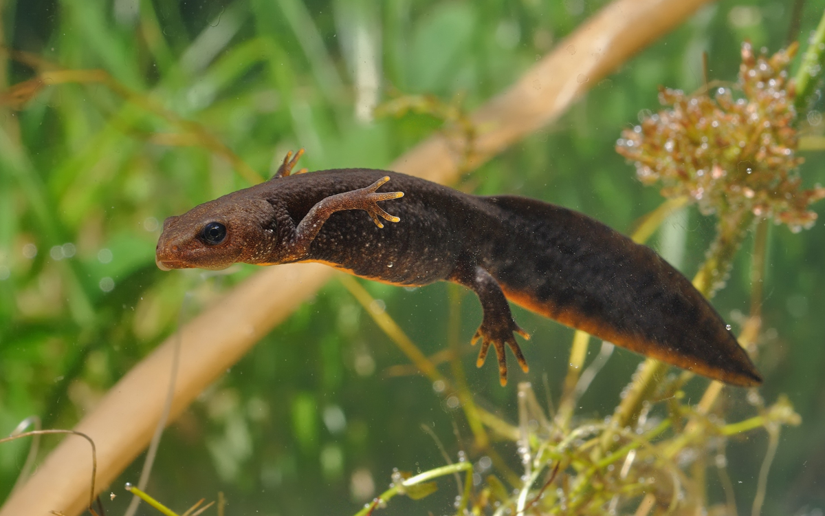 A great crested newt floating in the water. There are pond weeds in the background. The newt is dark brown in colour with a bright orange stripe on the underside of its large tail, and orange tips on its fingers and toes.