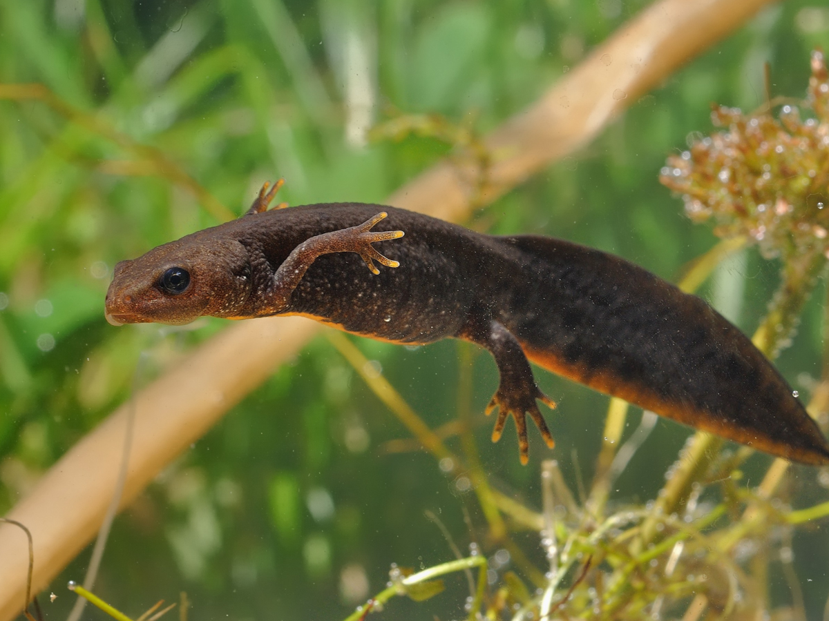 A great crested newt floating in the water. There are pond weeds in the background. The newt is dark brown in colour with a bright orange stripe on the underside of its large tail, and orange tips on its fingers and toes.