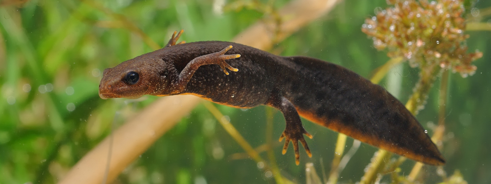 A great crested newt floating in the water. There are pond weeds in the background. The newt is dark brown in colour with a bright orange stripe on the underside of its large tail, and orange tips on its fingers and toes.