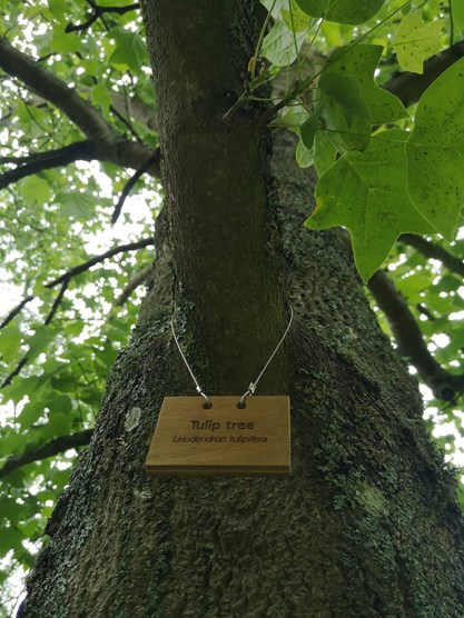 ID label on Tulip Tree