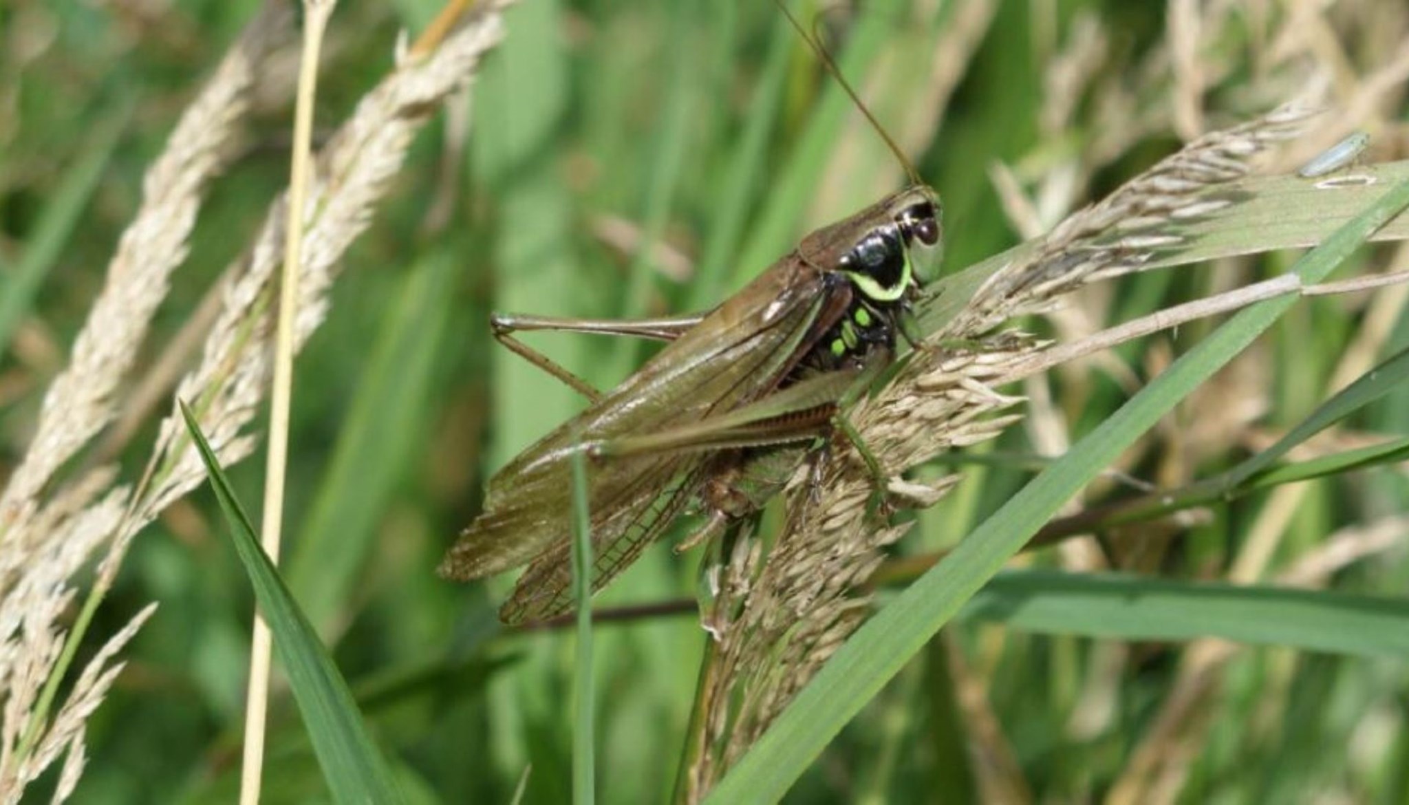 Grasshopper Image - Media.jpg