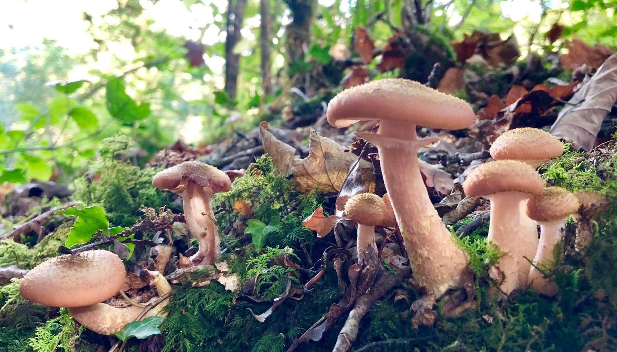 Mushroom ID Media.jpg