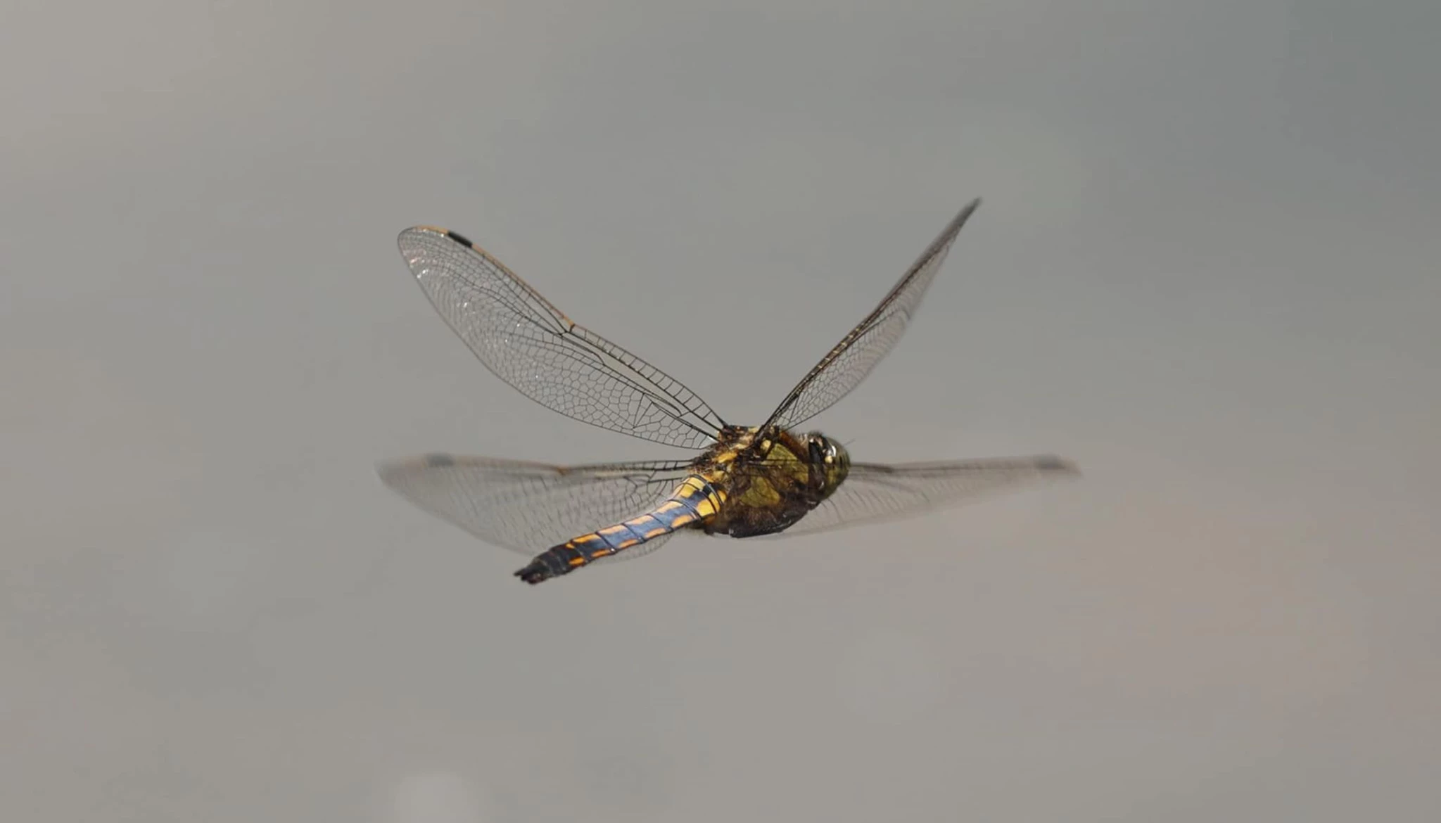 Broad Bodied Chaser - Media