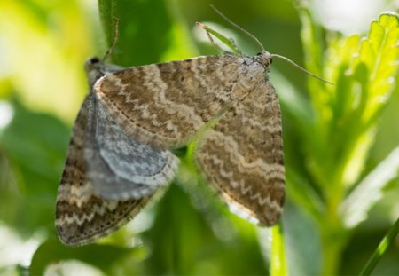 Grass rivulet moth Blog Listing.jpg