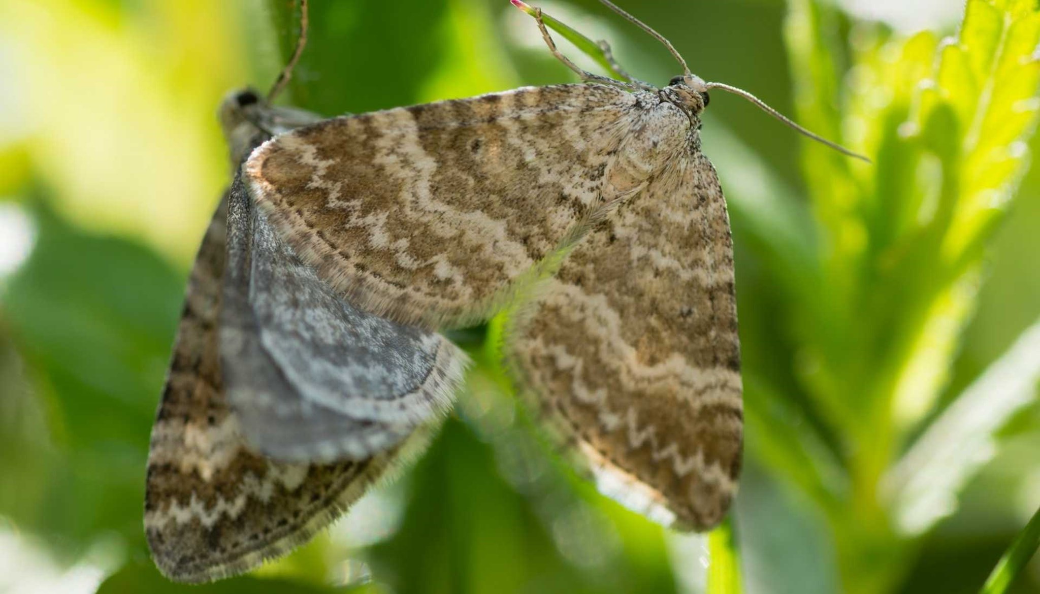 Grass rivulet moth Media.jpg