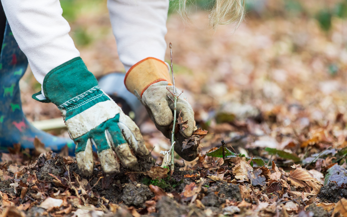 A picture of someone's gloved hands that are planting a small sapling tree. The ground is covered in mud and fallen leaves.