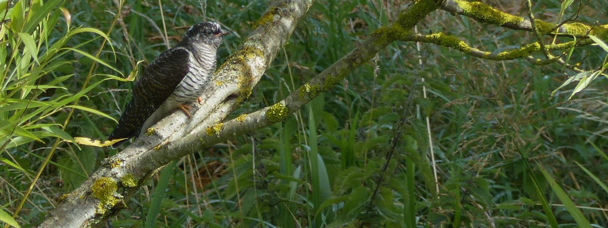 Cuckoo bird perching on a branch in park