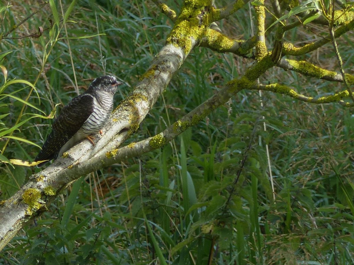 Cuckoo bird perching on a branch in park