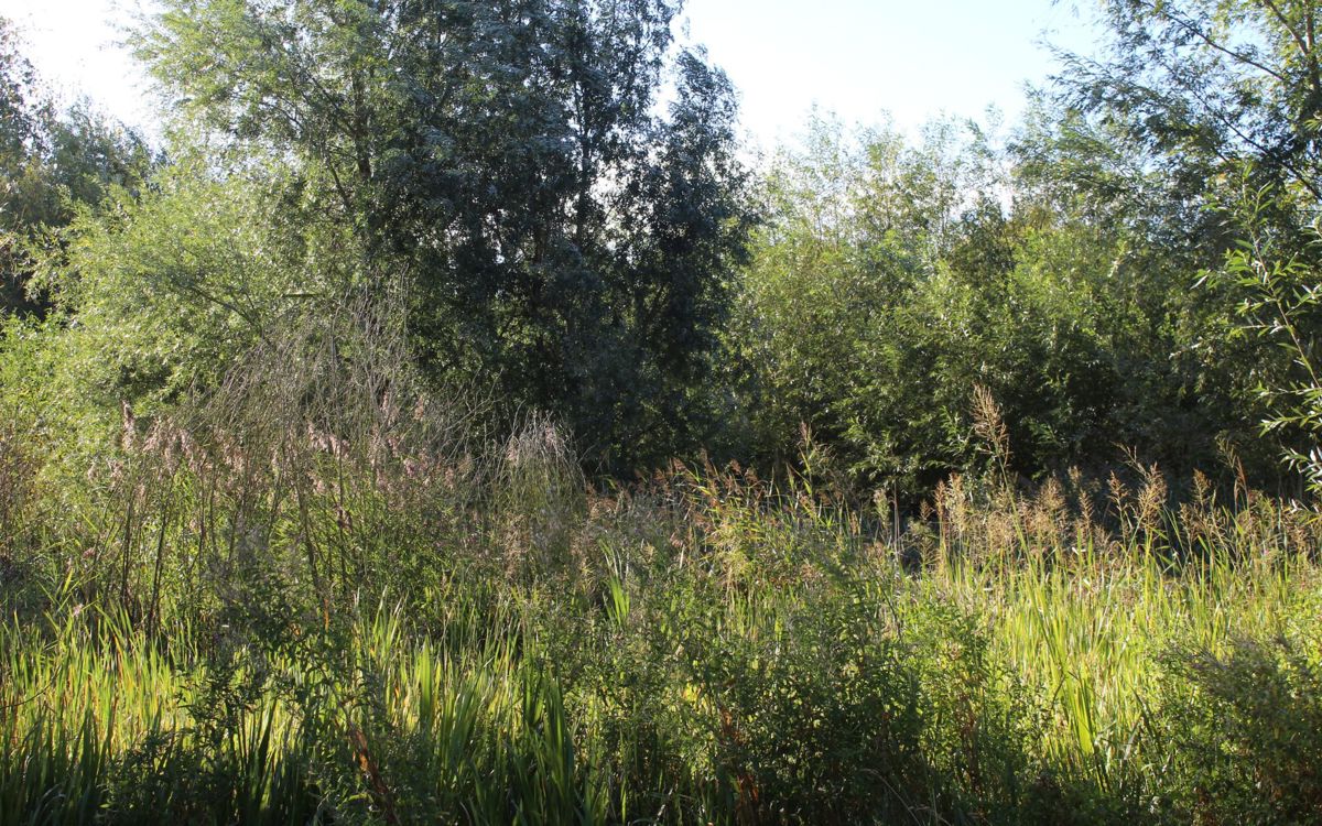 Reeds in medieval fishponds