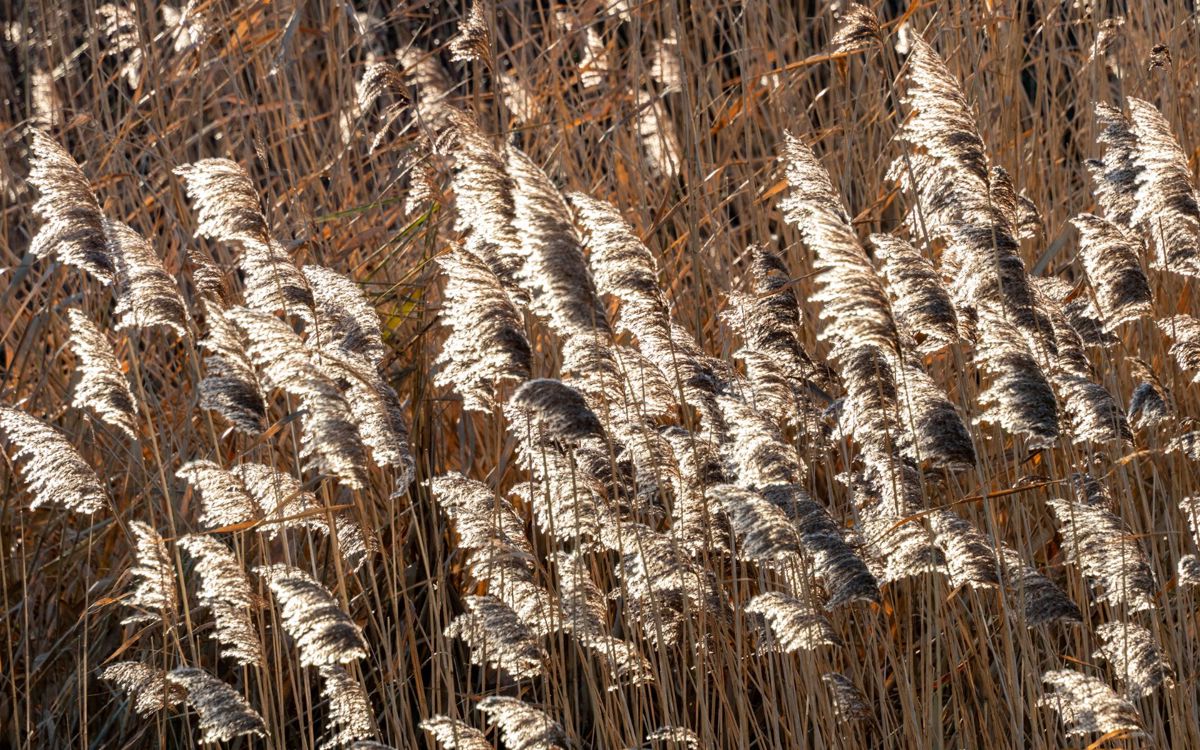 Reeds