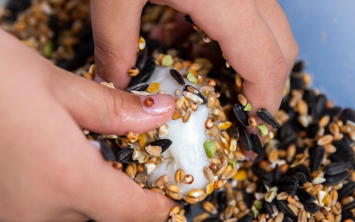 Hands And Seeds Making A Bird Feeder