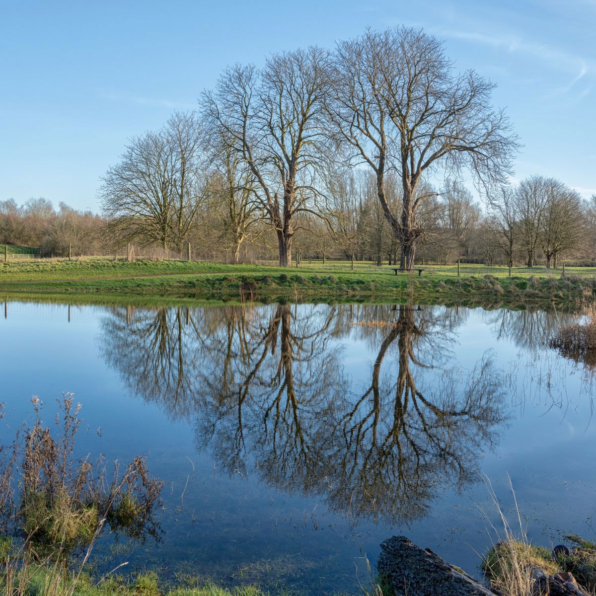 Pond water with trees reflecting in the countryside
