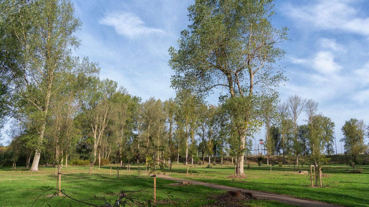 Mature and newly planted trees in park