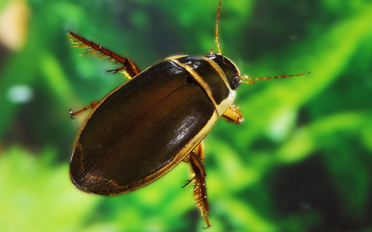 Under water image of a great diving beetle. The beetle is reddish brown in colour with a lighter, almost yellow outline. It has small hairs on its legs and there are green pond plants in the background.