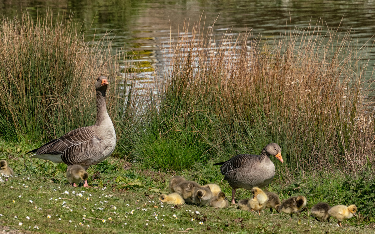 Geese and goslings at Ashland Lakes.