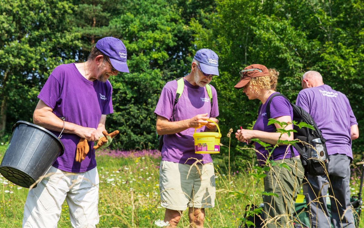 Group of The Parks Trust volunteers collecting seed from the parks