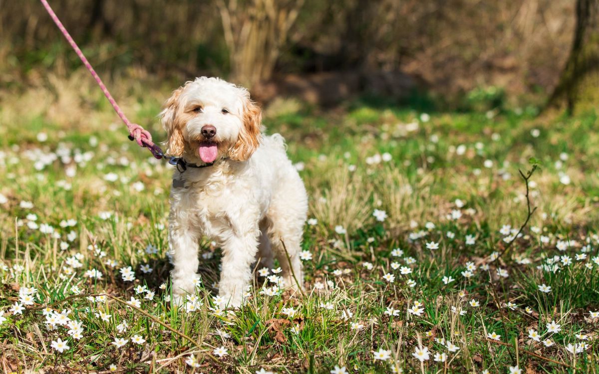 Dog on lead in Milton Keynes park