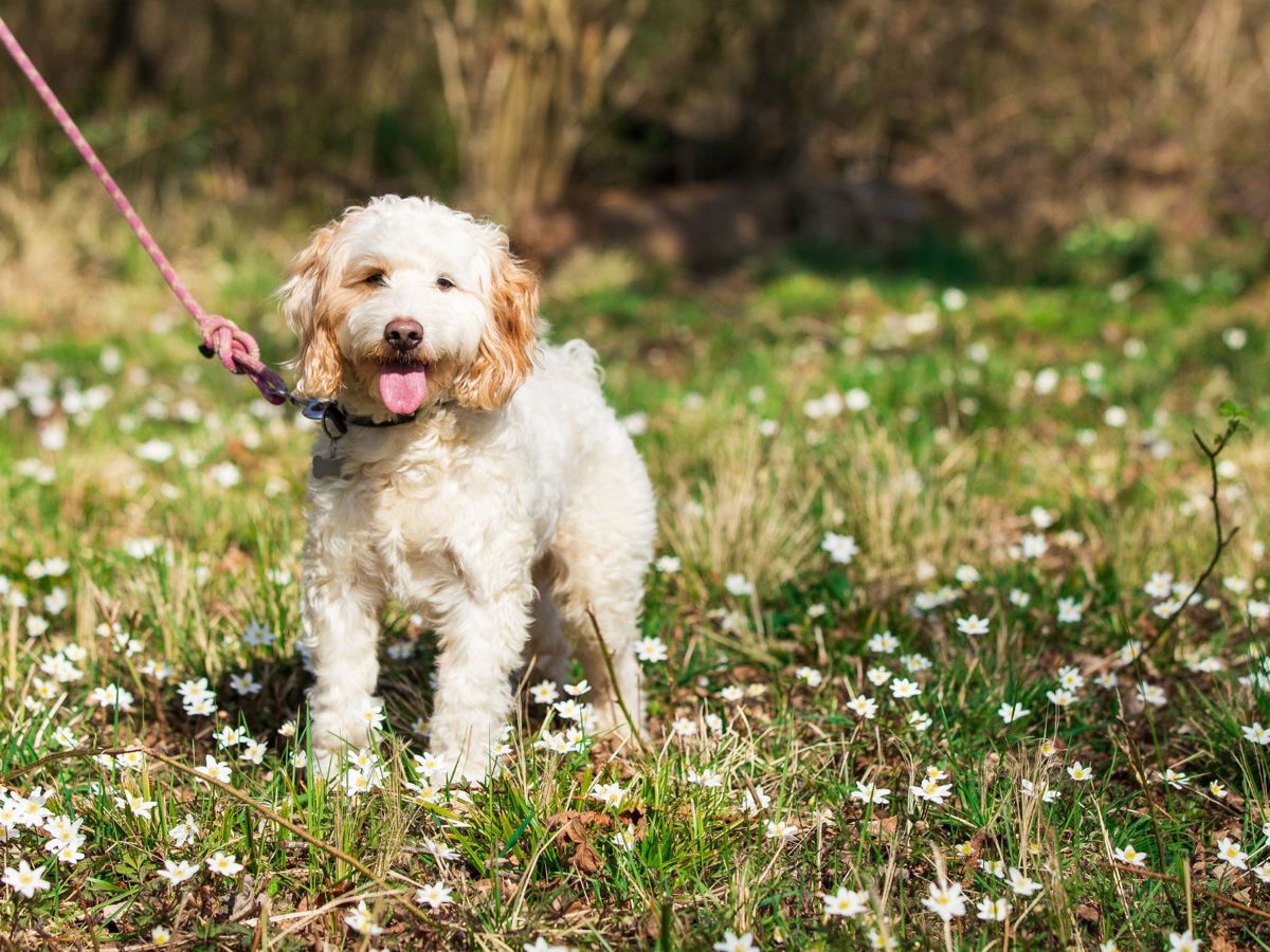 Dog on lead in Milton Keynes park
