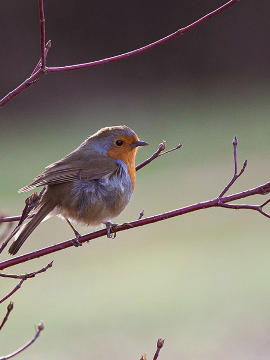 Robin sat on branch in park
