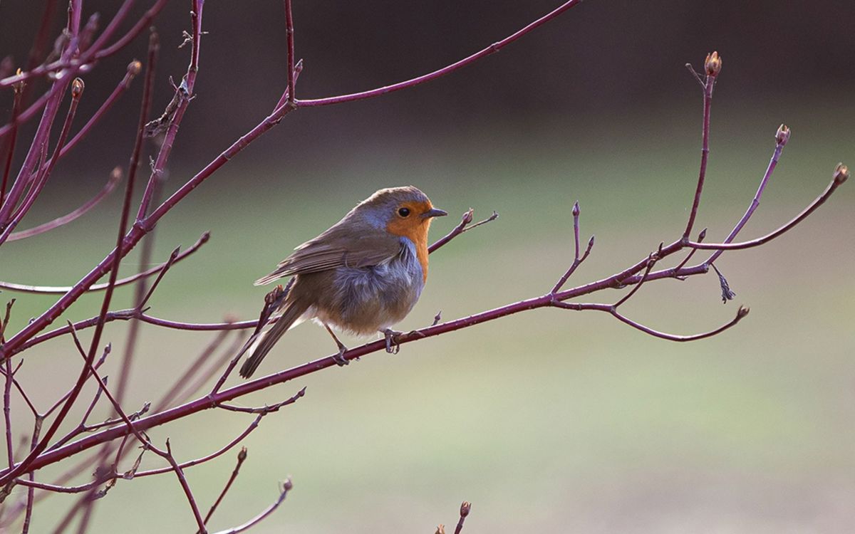 Robin sat on branch in park