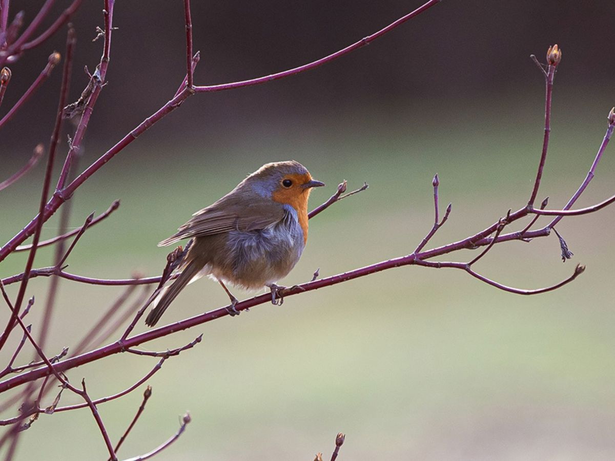 Robin sat on branch in park
