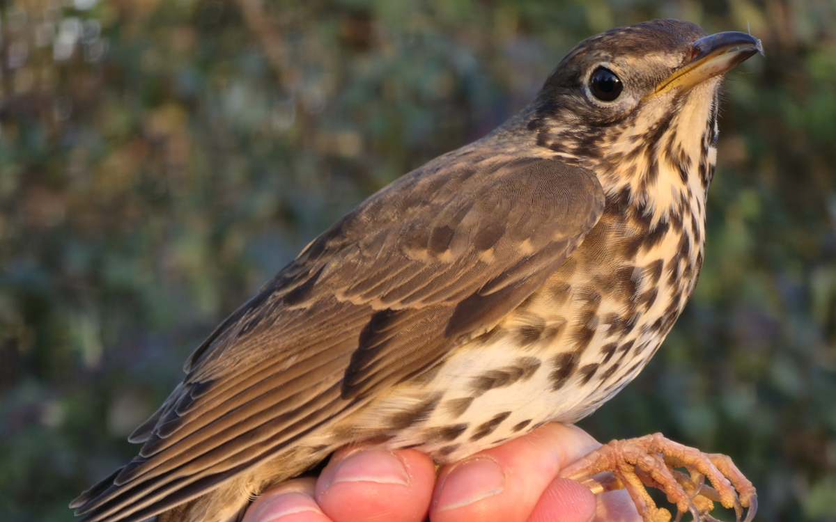 Bird Ringing 4 Bird Ringing | The Parks Trust