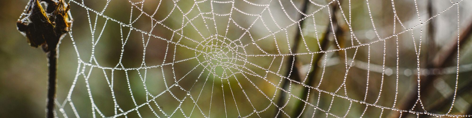 Spider web outside with condensation from the rain