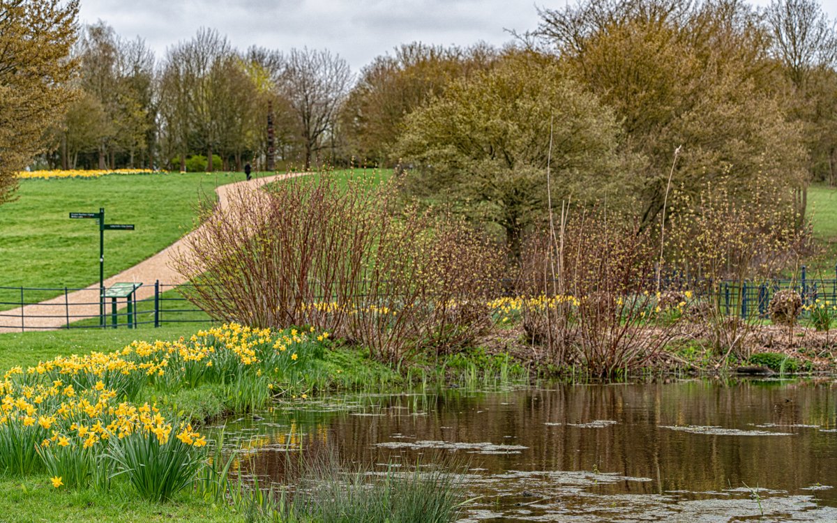 A pond in a parkland. There are yellow daffodils growing on one bank, trees and shrubs on the other, and a grassy hill and path in the background.