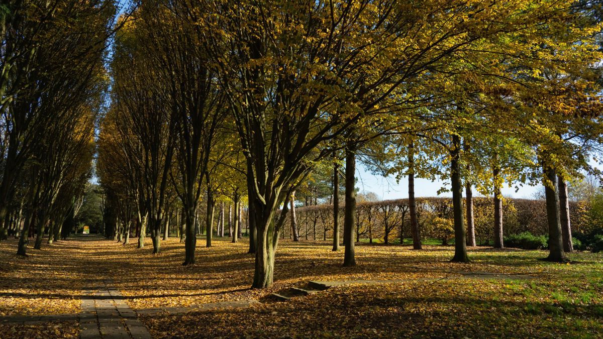 Avenue of trees in autumn colour