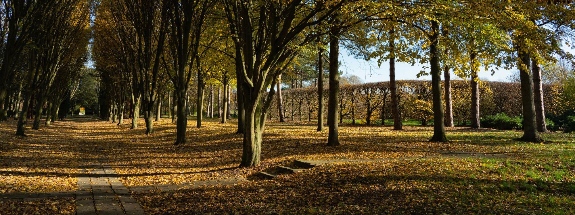 Avenue of trees in autumn colour