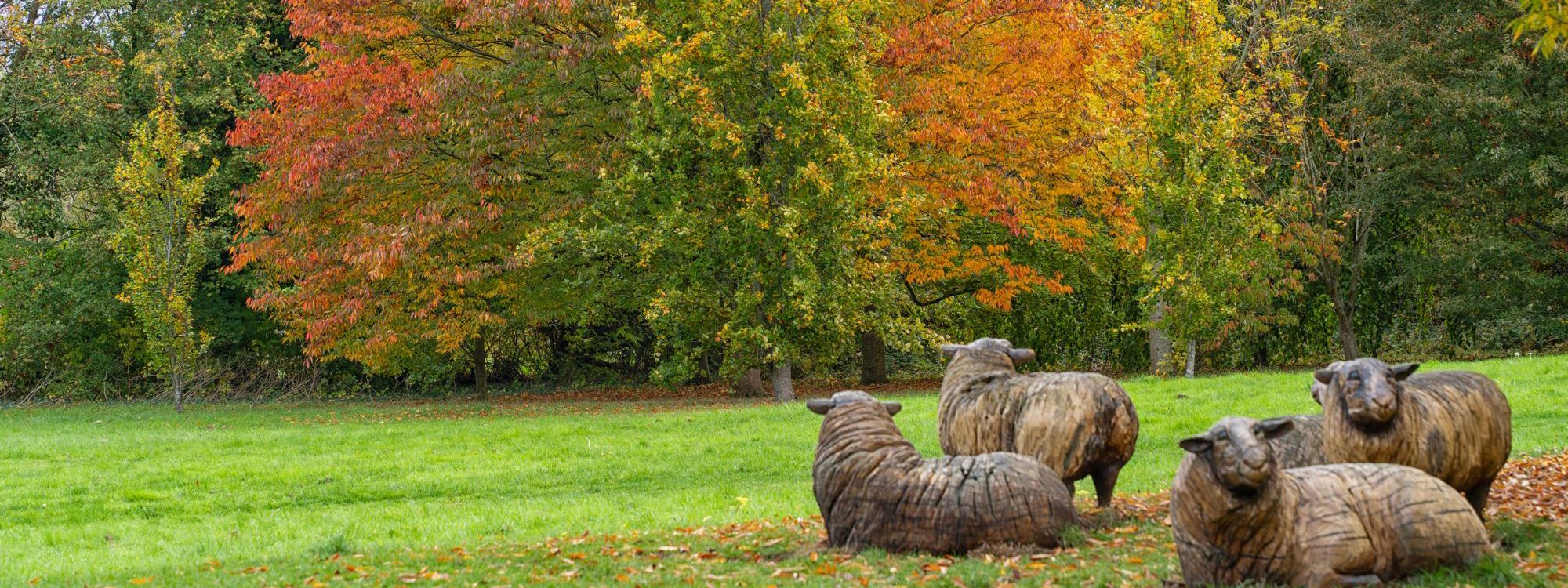 Trees in autumn colour with wooden sheep sculptures in park
