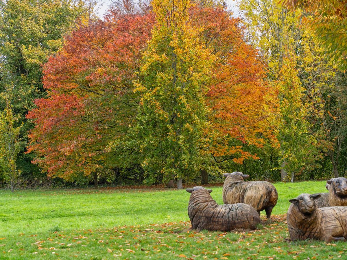 Trees in autumn colour with wooden sheep sculptures in park