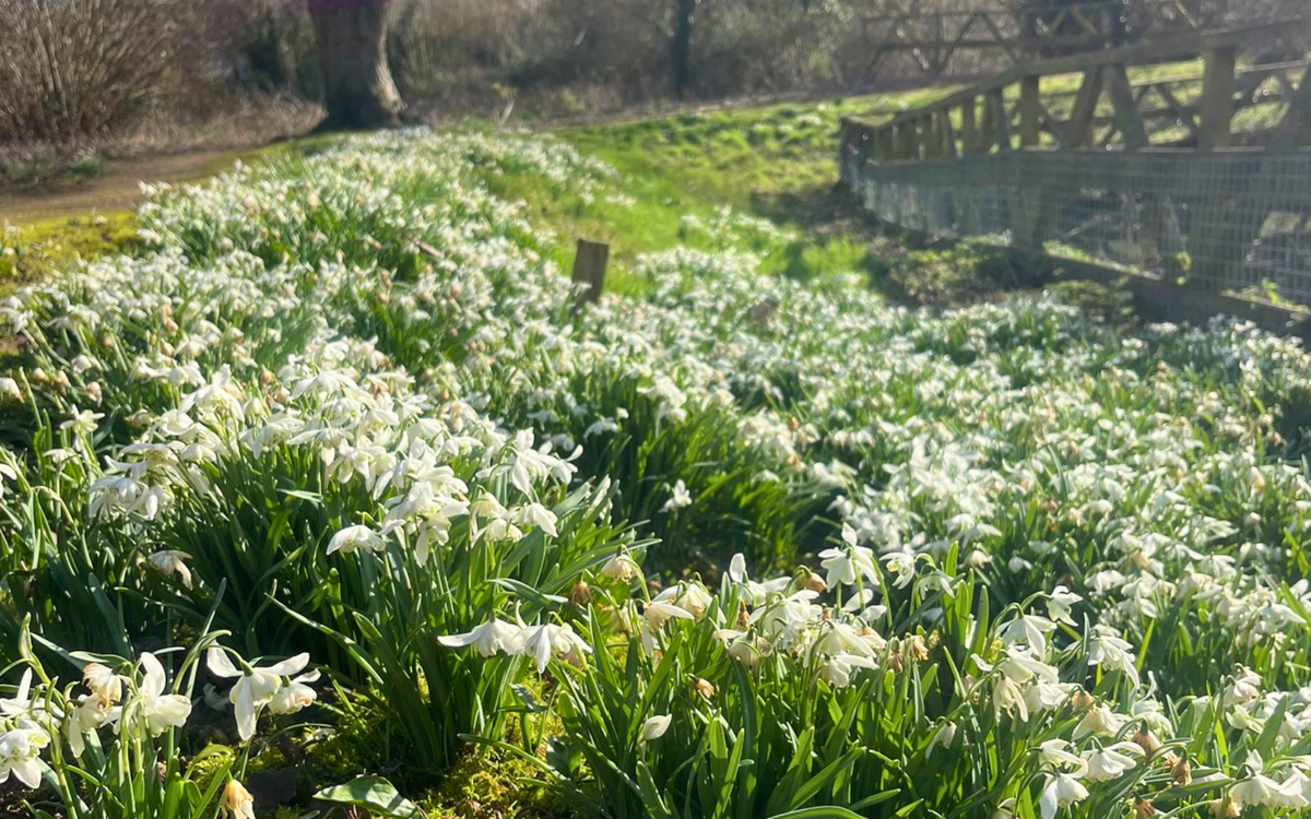 Spring flowers blooming in the landscapes at Warren Park.