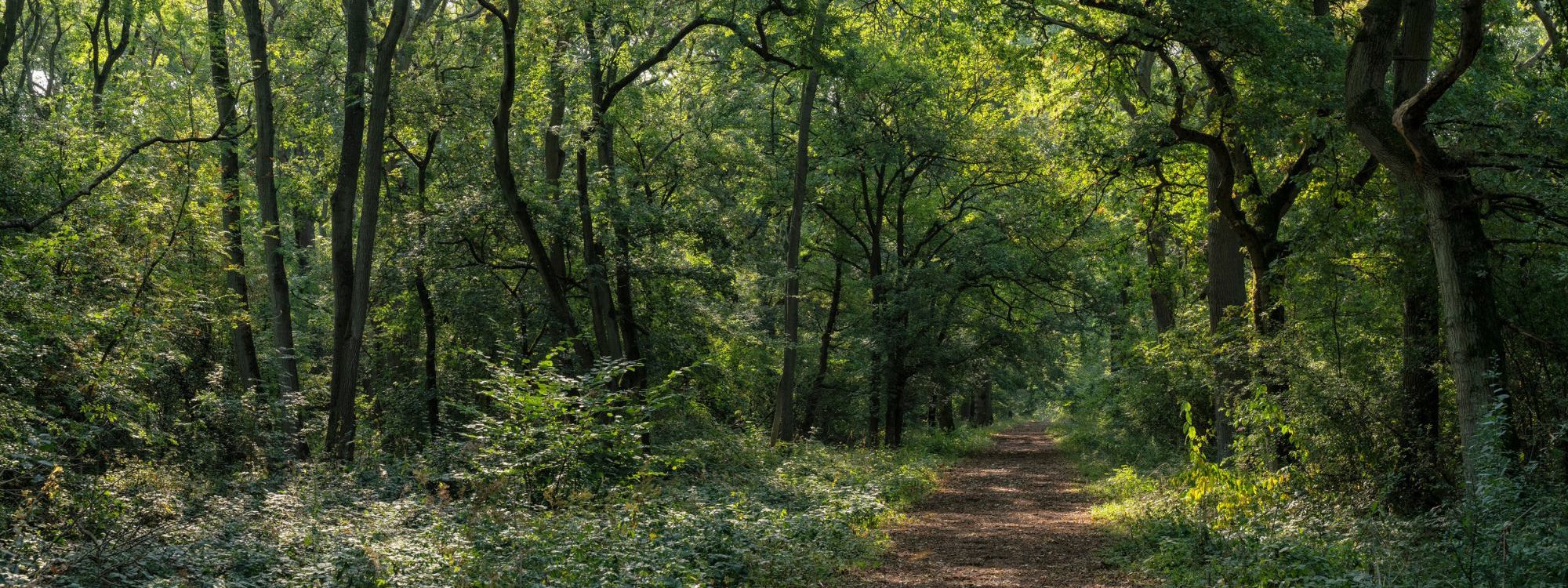 Trees along path in Linford Wood in Milton Keynes