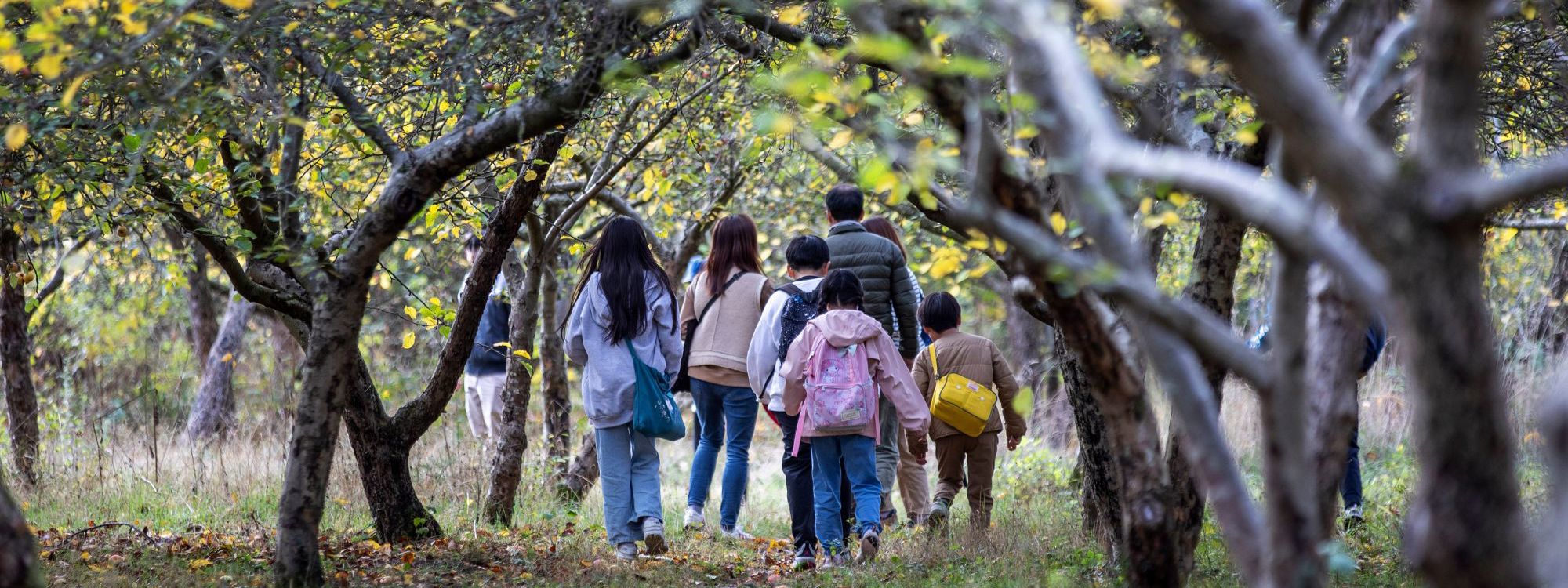Family walking through the orchard