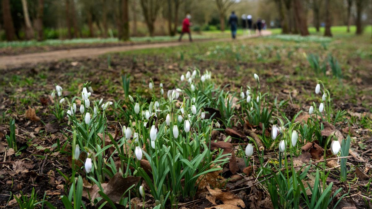 Snowdrops growing amongst leaves with people walking on path in background